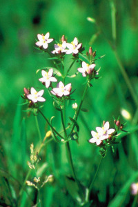 alessandra taffi fiori bach Centaury 018