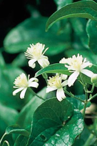 alessandra taffi fiori bach Clematis 015