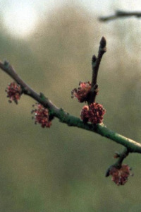 alessandra taffi fiori bach elm 013