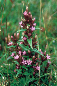 alessandra taffi fiori bach gentian 012