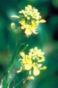 alessandra taffi fiori bach mustard 039