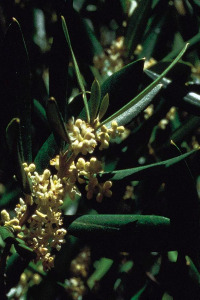 alessandra taffi fiori bach olive 041