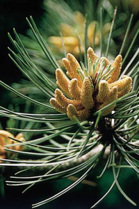 alessandra taffi fiori bach pine 042