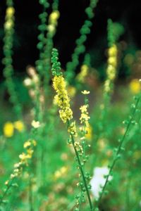 alessandra taffi fiori bach pisa 015