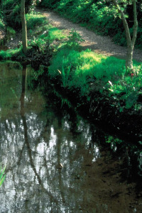 alessandra taffi fiori bach rock water 044