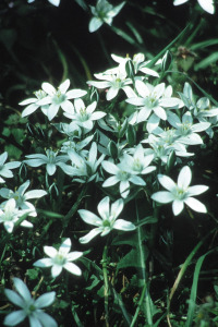 alessandra taffi fiori bach star of bethlehem 035