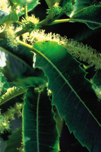 alessandra taffi fiori bach sweet chestnut 046