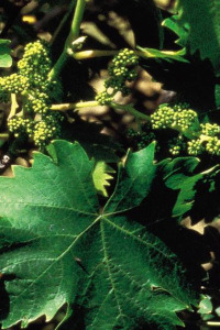 alessandra taffi fiori bach vine 048