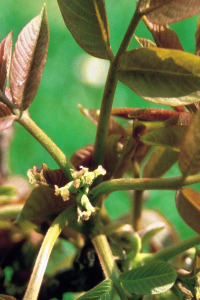 alessandra taffi fiori bach walnut 049