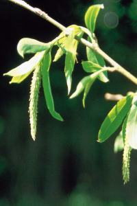 alessandra taffi fiori willow 053